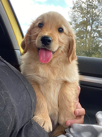 Golden Retrievers and Golden Retriever puppies from Bellawai Dogs, breeders in the Bay of Islands, Northland, New Zealand.